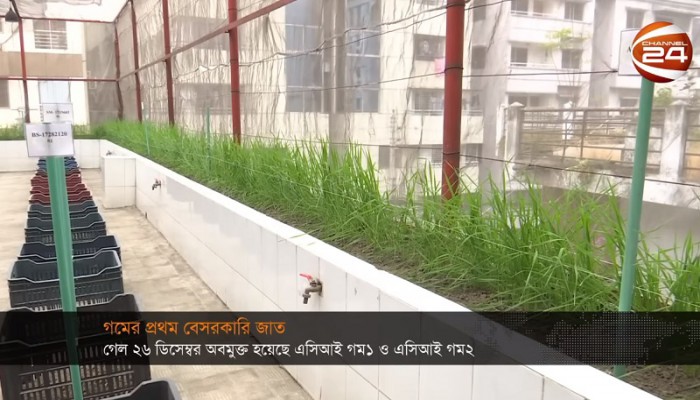 প্রথমবারের মতো বেসরকারিভাবে গমের নতুন জাত উদ্ভাবন (ভিডিও) প্রথমবারের মতো বেসরকারিভাবে গমের নতুন জাত উদ্ভাবন (ভিডিও)