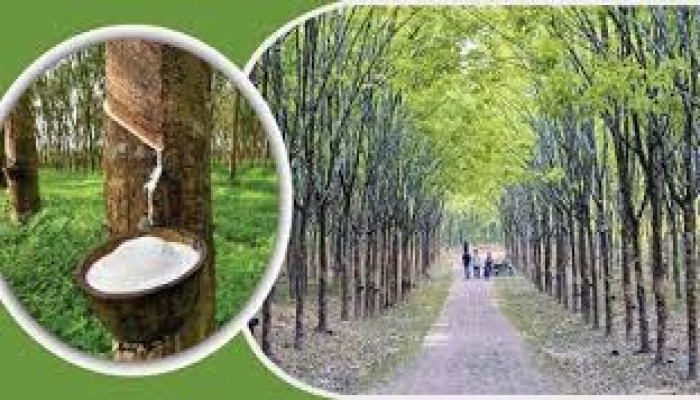 উৎপাদন ক্ষমতা হারিয়েছে ১০ লাখ গাছ উৎপাদন ক্ষমতা হারিয়েছে ১০ লাখ গাছ