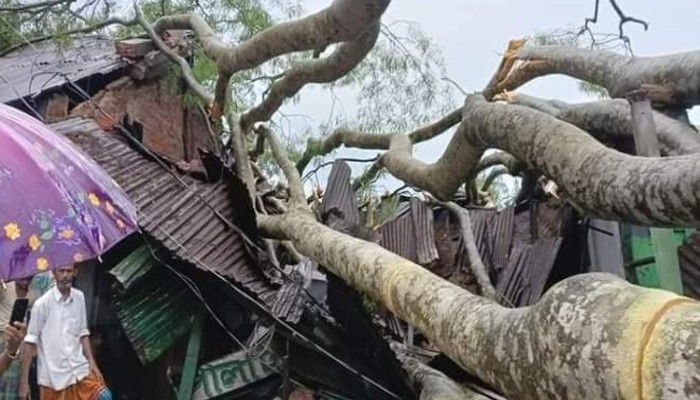 কালবৈশাখী ঝড়ে ৪ গবাদি পশুর মৃত্যু কালবৈশাখী ঝড়ে ৪ গবাদি পশুর মৃত্যু