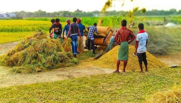 দাম বাড়লেও বোরো ধানে লোকসান গুণছে কৃষক দাম বাড়লেও বোরো ধানে লোকসান গুণছে কৃষক