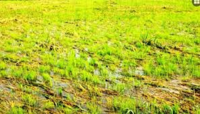 জলাবদ্ধতার অভিশাপ মুক্ত বিল হরিণার ফসলি জমি জলাবদ্ধতার অভিশাপ মুক্ত বিল হরিণার ফসলি জমি
