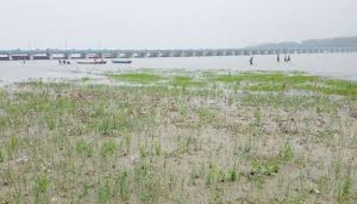 ‘পলিবালু পড়ি পড়ি নদীর বুক ভরাট হওছে’ ‘পলিবালু পড়ি পড়ি নদীর বুক ভরাট হওছে’