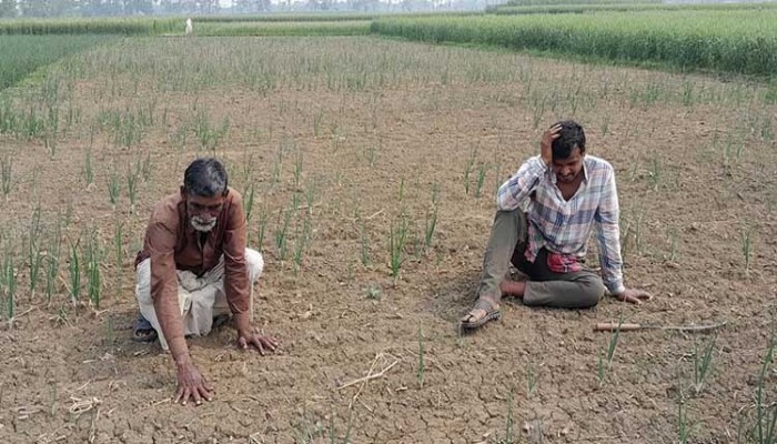 বিএডিসির পেঁয়াজ বীজে কৃষকের মাথায় হাত বিএডিসির পেঁয়াজ বীজে কৃষকের মাথায় হাত