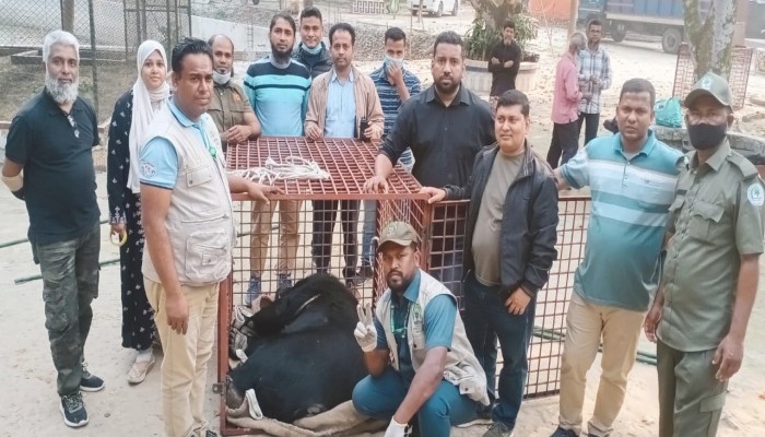 স্বপ্নপুরী থেকে উদ্ধার ৫ ভল্লুক গাজীপুর সাফারি পার্কে হস্তান্তর স্বপ্নপুরী থেকে উদ্ধার ৫ ভল্লুক গাজীপুর সাফারি পার্কে হস্তান্তর