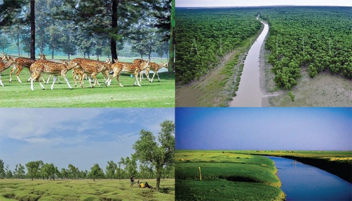 নিঝুমদ্বীপে সংরক্ষিত বনাঞ্চলে অব্যবস্থাপনা, ব্যর্থ টাস্কফোর্স নিঝুমদ্বীপে সংরক্ষিত বনাঞ্চলে অব্যবস্থাপনা, ব্যর্থ টাস্কফোর্স