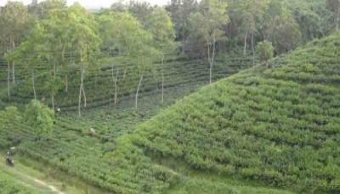 বিরান পাহাড়ে আবার সবুজের সমারোহ বিরান পাহাড়ে আবার সবুজের সমারোহ