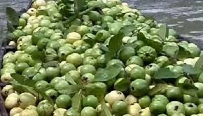 কুড়িয়ানার পেয়ারার ভরা মৌসুম আসেনি কুড়িয়ানার পেয়ারার ভরা মৌসুম আসেনি