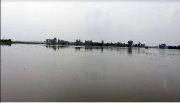 আত্রাইয়ে পানির নিচে প্রায় দেড় হাজার বিঘা জমির আমন ধান আত্রাইয়ে পানির নিচে প্রায় দেড় হাজার বিঘা জমির আমন ধান