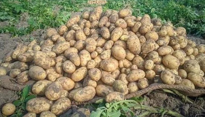 লোকসানে পঙ্গু হয়ে পড়ছে আলু চাষীরা লোকসানে পঙ্গু হয়ে পড়ছে আলু চাষীরা